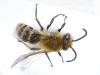 Colletes hederae